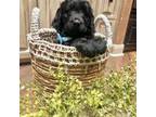 Goldendoodle Puppy for sale in New Braunfels, TX, USA