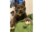 Adopt Spider-man a Domestic Short Hair