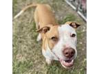 Adopt Eagle a Pit Bull Terrier