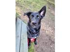 Adopt Glacier a Shepherd, Labrador Retriever