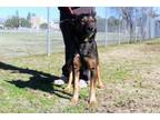 Adopt Brock a German Shepherd Dog