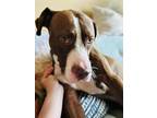 Adopt Bo a Mixed Breed, Pit Bull Terrier