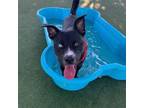 Adopt Ozzy a Husky, Pit Bull Terrier