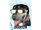 Adopt Branton a Bull Terrier