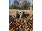 Adopt Dexter a Catahoula Leopard Dog