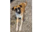 Adopt Luna a Shepherd (Unknown Type) / Australian Shepherd / Mixed dog in