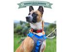 Adopt Piper a Mixed Breed (Medium) / Mixed dog in Park City, UT (37794097)