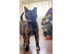 Adopt Delilah a Tortoiseshell Domestic Shorthair / Mixed cat in Wheaton