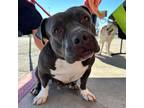 Adopt Callie a Gray/Silver/Salt & Pepper - with Black American Pit Bull Terrier