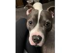 Adopt Baxter a Gray/Blue/Silver/Salt & Pepper Bullmastiff / Bull Terrier / Mixed