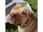 Adopt Ford a Tan/Yellow/Fawn American Staffordshire Terrier / Mixed dog in
