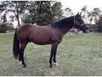 Bay Quarter Horse Gelding For Sale