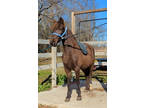 Smokey Black Mare In Foal