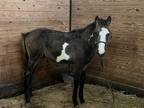 Adorable Warmblood Yearling