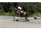 Lovely OTTB mare, loves to jump
