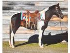 10yo Black & White Gelding Trail Horse