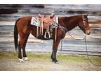 Bay QH Mare Finished Heel Horse & Trail Horse