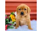 Labrador Retriever Puppy for sale in Giddings, TX, USA