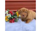 Labrador Retriever Puppy for sale in Giddings, TX, USA