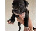 Boxer Puppy for sale in Gustine, CA, USA