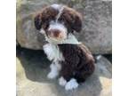 Portuguese Water Dog Puppy for sale in Lisbon, OH, USA