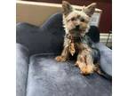 Yorkshire Terrier Puppy for sale in Orland Park, IL, USA