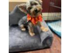 Yorkshire Terrier Puppy for sale in Orland Park, IL, USA