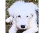 Old English Sheepdog Puppy for sale in Friendsville, TN, USA