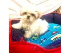 Shih Tzu Puppy for sale in Hammond, LA, USA