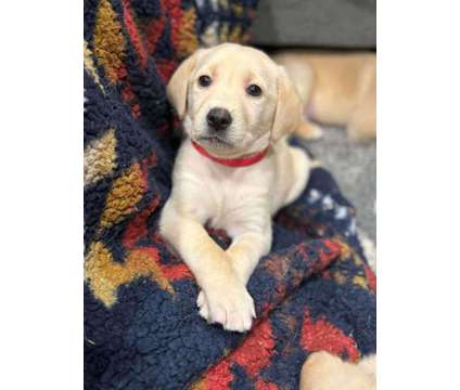 Goldador Puppies is a Female Golden Retriever, Labrador Retriever Puppy For Sale in Seattle WA