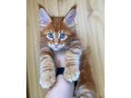 Elegant & Properly Raised Maine Coon Kittens Available For Forever Homes.