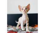 Adorable Devon Rex Kitten