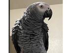 Adorable African grey