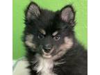 Amazing female Pomsky puppy