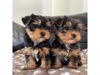 AKC Yorkie Puppy 12 weeks old Male/ For New Home