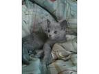 purebred home train russian blue kittens near me