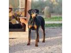 Dailey Doberman