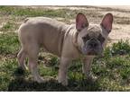 French Bulldog Puppy for sale in Hinesville, GA, USA