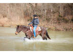 Super Nice Bay Roan Quarter Horse Gelding, Ropes, Trail Rides, Works Cattle