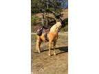 15H Beautiful Stout Palomino Trail Horse
