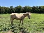 Fancy Palomino Warmblood gelding