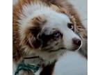 Miniature Australian Shepherd Puppy for sale in Lancaster, CA, USA