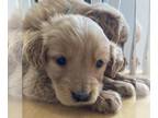 Golden Retriever PUPPY FOR SALE ADN-738148 - Golden Retriever Puppies