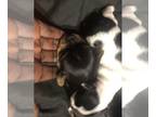 Yorkshire Terrier PUPPY FOR SALE ADN-737748 - Yorkshire Terrier