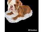 Bulldog Puppy for sale in Greenville, SC, USA