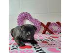 Olde Bulldog Puppy for sale in Tiffin, OH, USA