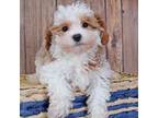 Cavapoo Puppy for sale in Roanoke, IL, USA