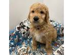 Goldendoodle Puppy for sale in Stanberry, MO, USA