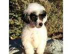 Rocky raccoon toy poodle