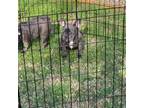 French Bulldog Puppy for sale in Gurdon, AR, USA